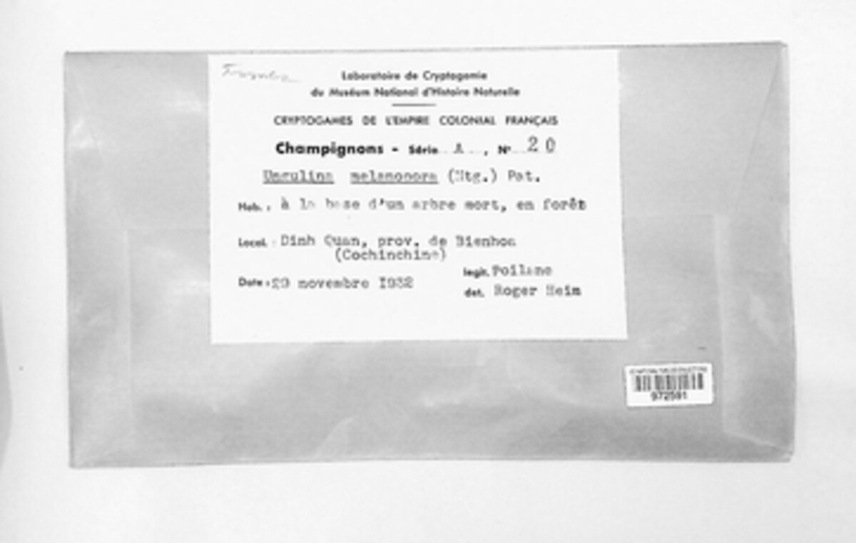 Nigrofomes image